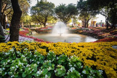 Chiang Rai, Tayland - 02 Ocak 2016: Chiang Rai çiçek Festivali ve müzik Park 2016 yılında çiçek açan çiçekler