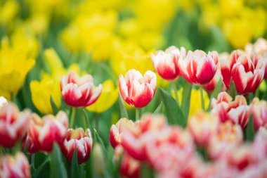 Lale bahçesinde bahar güneşte