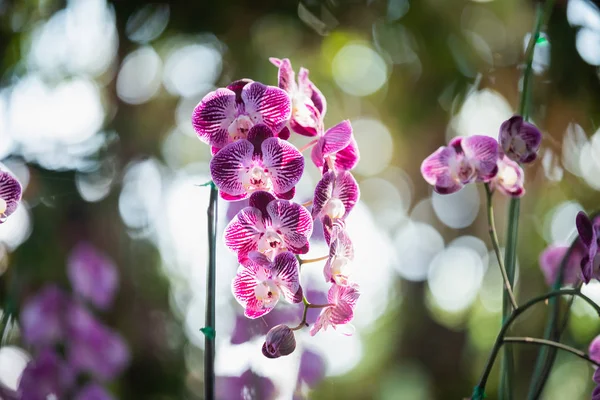 Bokeh Arka Plan Üzerinde Mor Orkide — Stok fotoğraf