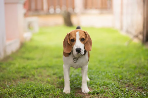Portrait Chiot Beagle Debout Sur Herbe Verte — Photo
