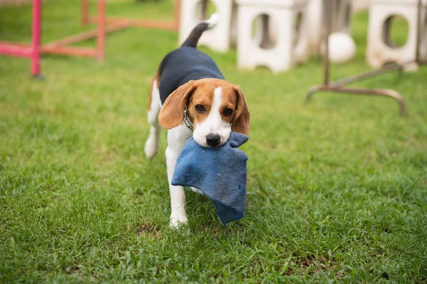 Valp Beagle Spelar Det Gröna Fältet — Stockfoto