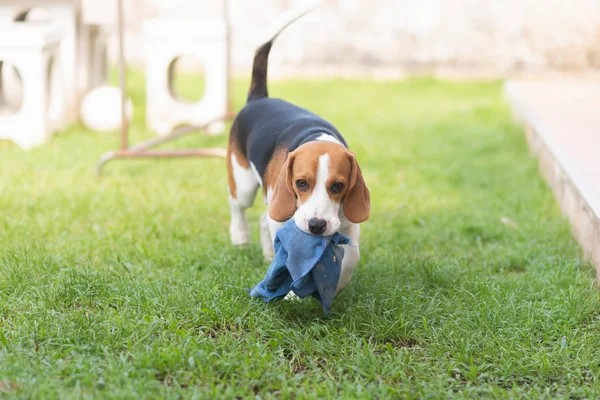 Filhote Cachorro Beagle Brincando Com Toalha Azul Chão — Fotografia de Stock
