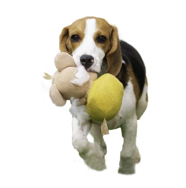 Ritratto Simpatico Cucciolo Beagle Sfondo Bianco — Foto Stock