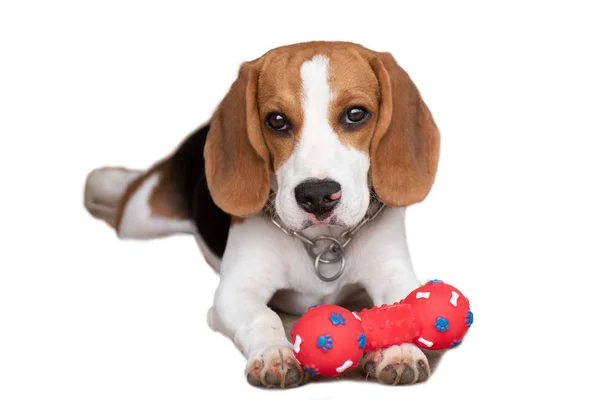 Ritratto Simpatico Cucciolo Beagle Con Suo Giocattolo — Foto Stock