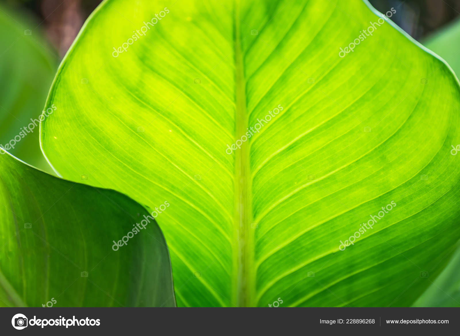 Fundo Folha Verde Conceito Fundo Natureza Stock Photo C Woraphon N Gmail Com 228896268