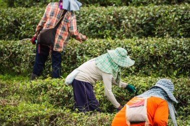 yeşil çay yaprağı çay çiftlik toplama işçisi kadın