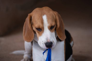 havlu ile oynayan sevimli yavru beagle