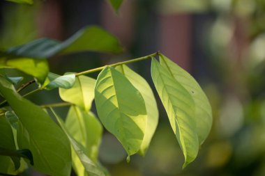 Yaprak yeşil arka plan, doğa arka plan kavramı