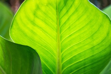 Yaprak yeşil arka plan, doğa arka plan kavramı