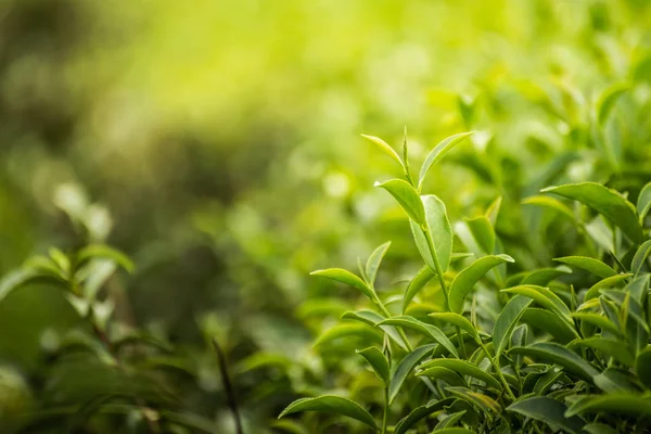 Φύλλο Πράσινο Τσάι Στο Αγρόκτημα Πρωί — Φωτογραφία Αρχείου