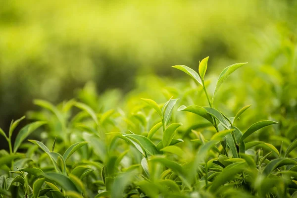 Φύλλο Πράσινο Τσάι Στο Αγρόκτημα Πρωί — Φωτογραφία Αρχείου