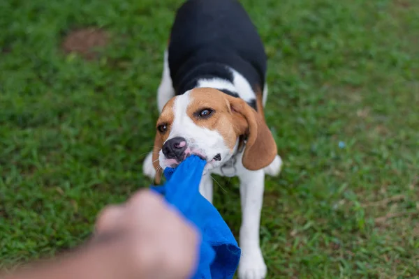 Bonito Filhote Cachorro Beagle Jogar Com Toalha — Fotografia de Stock