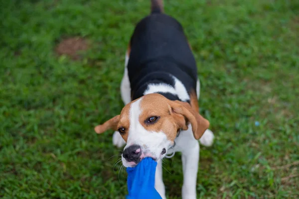 Bonito Filhote Cachorro Beagle Jogar Com Toalha — Fotografia de Stock