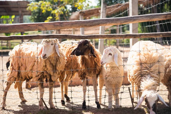 Fåren Bur Zoo — Stockfoto