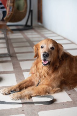 katta oturan sevimli golden retriver