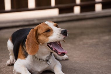 portre sevimli yavru Beagle