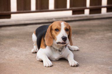 portre sevimli yavru Beagle