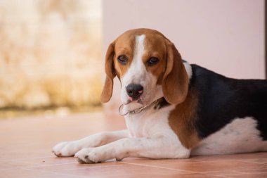 portre sevimli yavru Beagle
