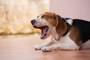 portre sevimli yavru Beagle