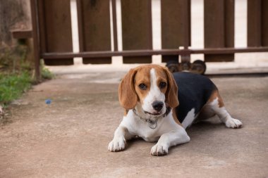 portre sevimli yavru Beagle