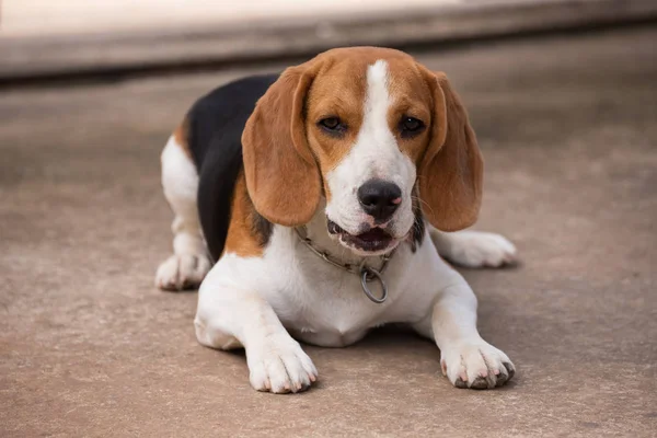 Ritratto Simpatico Cucciolo Beagle — Foto Stock