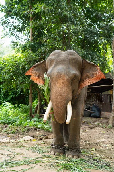 Éléphant Mange Herbe Zoo — Photo