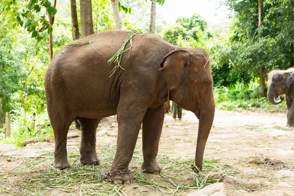 Fil ot hayvanat bahçesinde yemek.