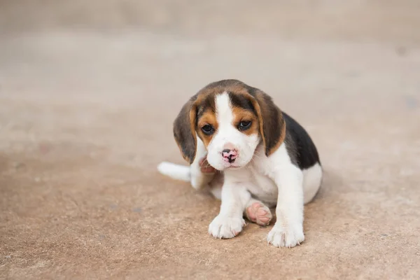 Retrato de bonito filhote de cachorro beagle — Fotografia de Stock