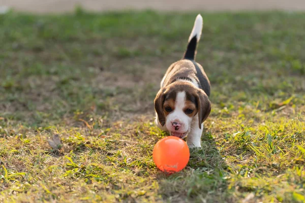 Bonito filhote de cachorro beagle jogar bola no jardim — Fotografia de Stock
