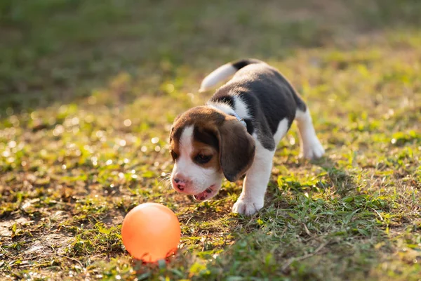 Söt valp Beagle spela boll i trädgården — Stockfoto