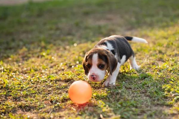 Bonito filhote de cachorro beagle jogar bola no jardim — Fotografia de Stock