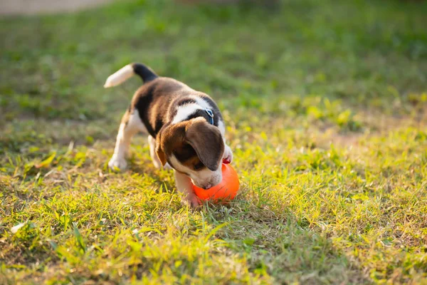 Mignon chiot beagle jouer à la balle dans le jardin — Photo