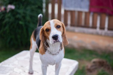 beyaz masada duran sevimli köpek beagle