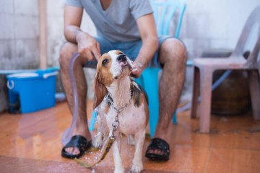 sevimli köpek beagle duş almak