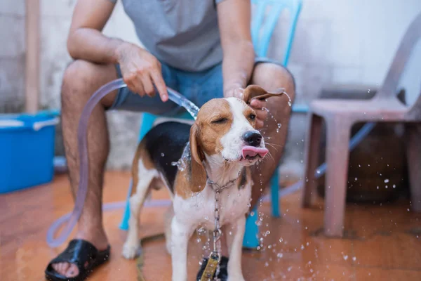 Lindo perrito beagle tomar una ducha — Foto de Stock