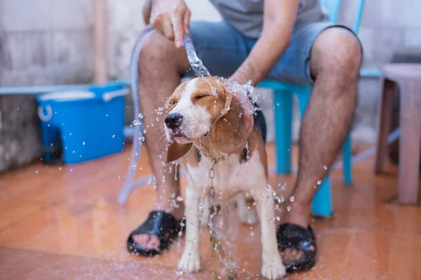 Lindo perrito beagle tomar una ducha — Foto de Stock