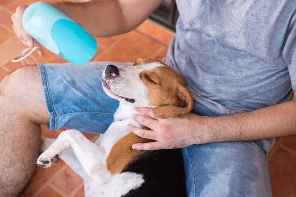 Lindo perrito beagle jugando con su dueño — Foto de Stock