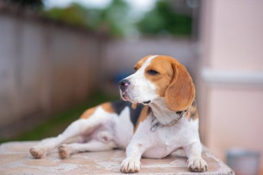 portre sevimli yavru Beagle