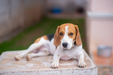 portre sevimli yavru Beagle