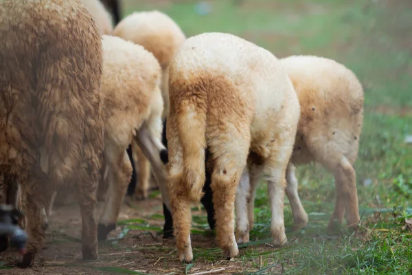 Fåren i bur på zoo — Stockfoto