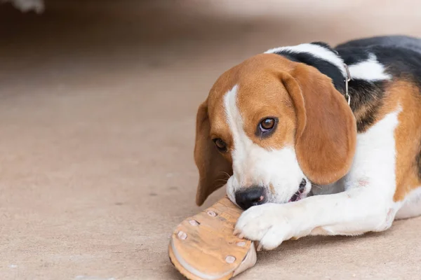 beagle cute dog bite shoes and sitting on the floor