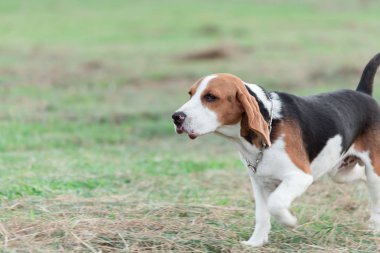 Şirin köpek yavrusu çimlerin üzerinde koşup pembe topla oynuyor.