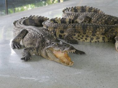 Hayvanat bahçesindeki timsah portresi, hayvan konsepti.