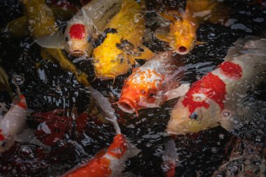 Balık havuzunda renkli koi balığı, Kerevit