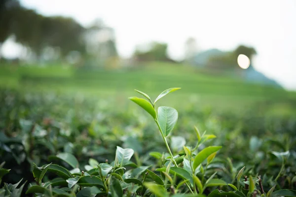 close up of green tea leaves at the tea farm