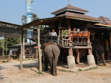 19 Ocak 2020, Tayland 'ın kuzeyinde Fil Çiftliği Kariang Roum mit, Chiang rai. Tayland