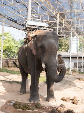 19 Ocak 2020, Tayland 'ın kuzeyinde Fil Çiftliği Kariang Roum mit, Chiang rai. Tayland