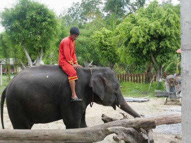 28 Haziran 2020, Tayland 'ın kuzeyinde Fil Çiftliği Kariang Roum mit, Chiang rai. Tayland