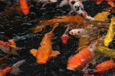 Balık havuzunda renkli koi balığı, Kerevit