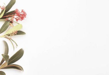 Çiçekler beyaz arka plan üzerinde. Düz yatıyordu, en iyi görünüm. Çiçek arka plan. Sevgililer günü ve anneler günü arka plan